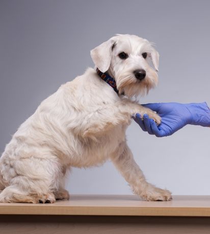 Why Routine Vet Visits Are the Key to a Healthier, Happier Pet